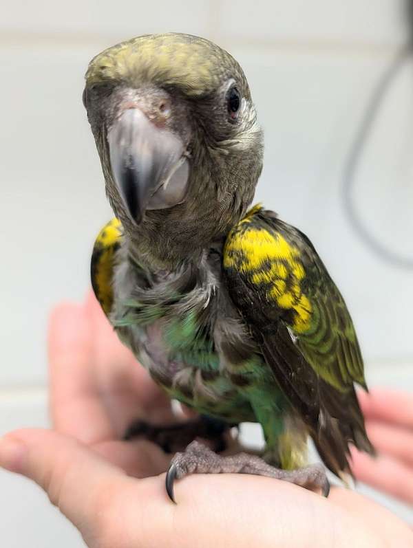 meyers-poicephalus-parrots-for-sale