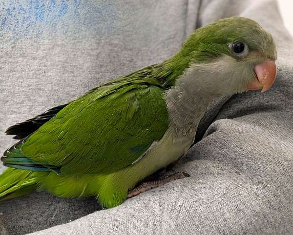 quaker-parrots-for-sale