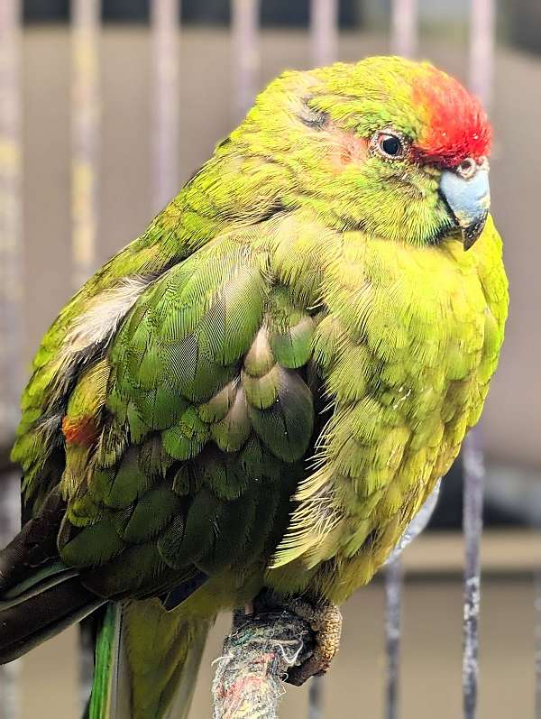 grass-parakeet-for-sale