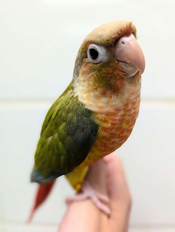 green-cheek-conure-for-sale