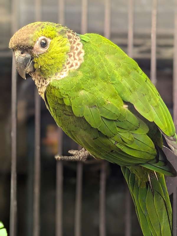 black-capped-conure-for-sale