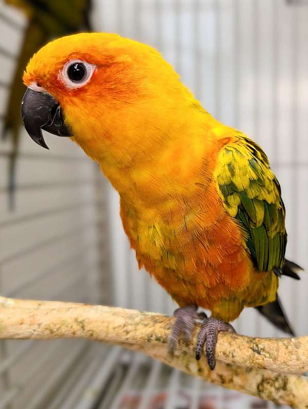 sun-conure-for-sale