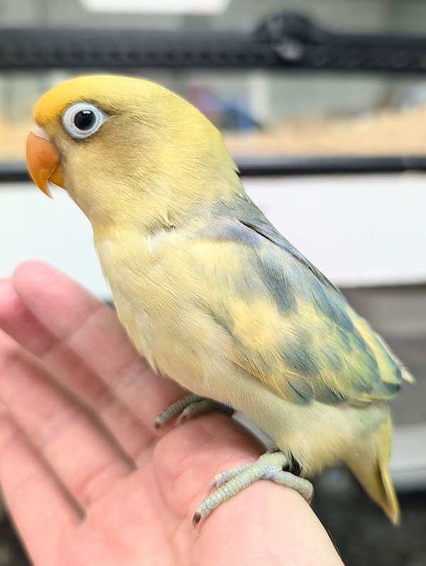 fischers-lovebird-for-sale