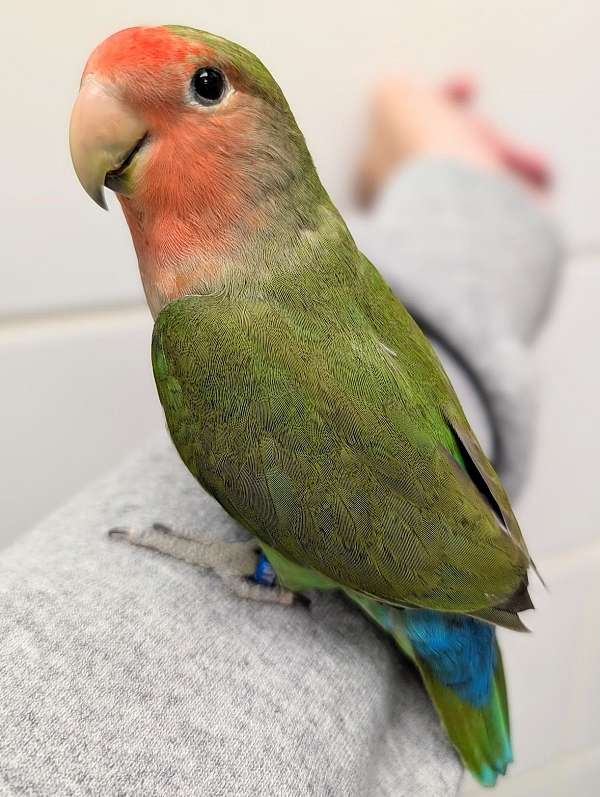 peach-faced-lovebird-for-sale