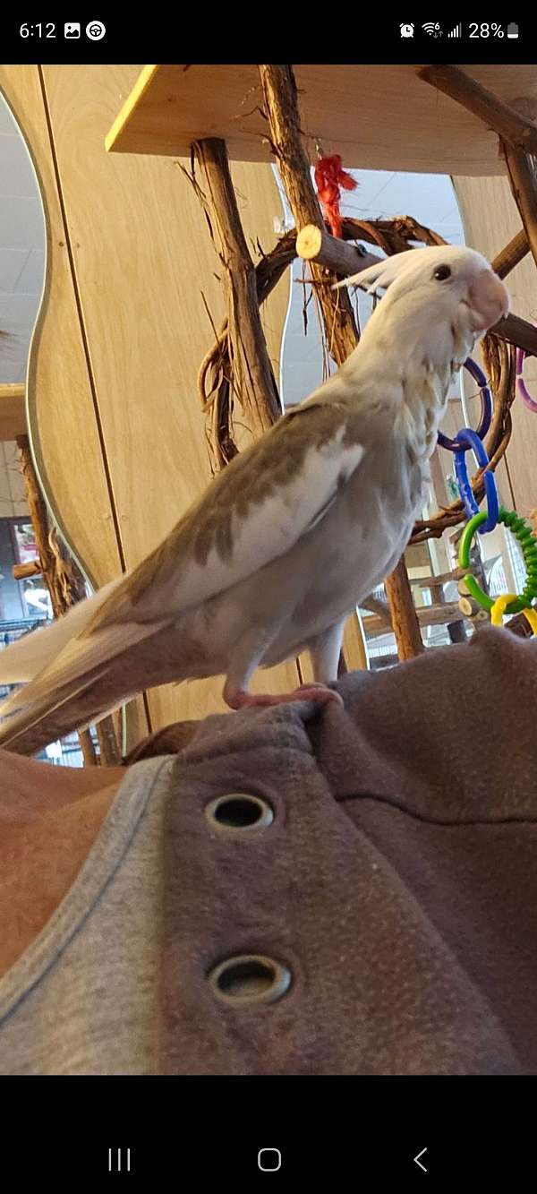 white-bird-for-sale-in-tyrone-pa