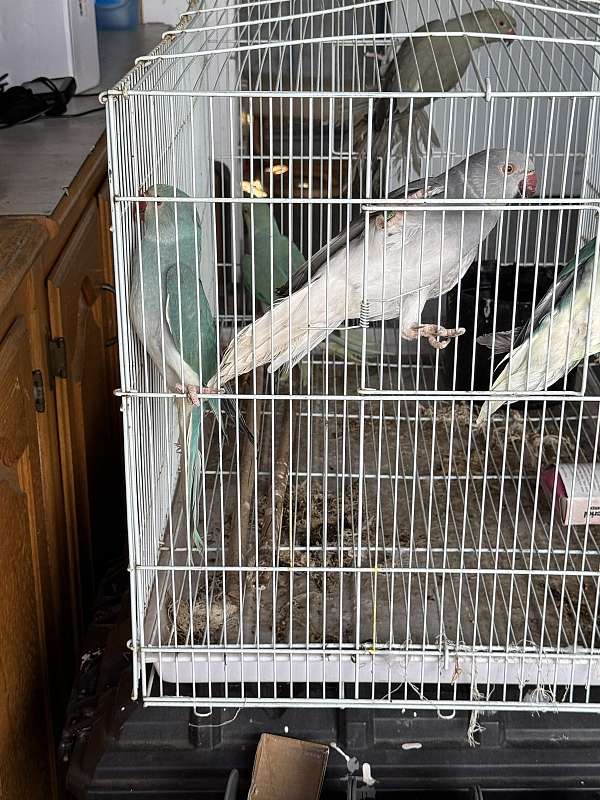 male-female-bird-for-sale-in-downey-ca