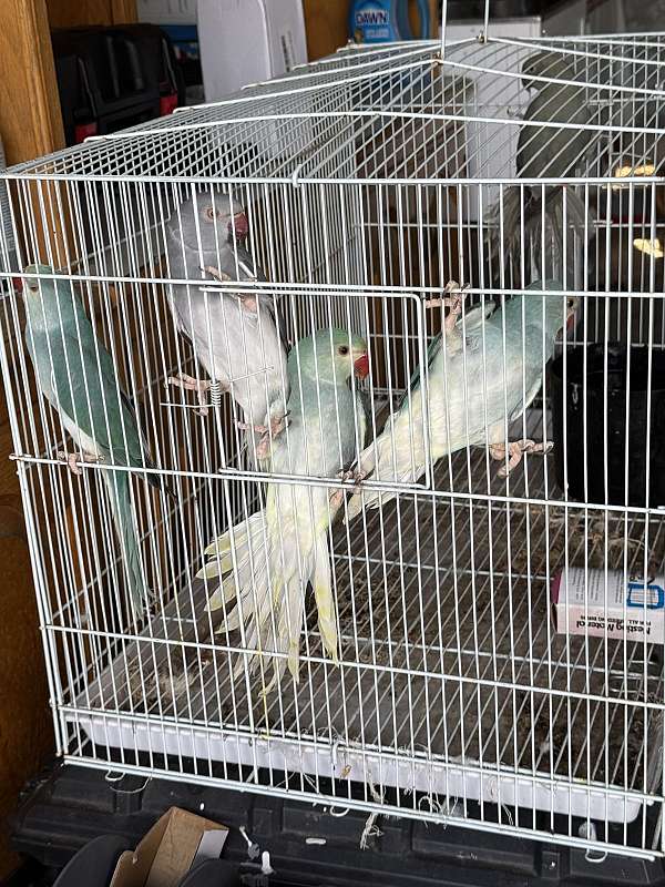 blue-opaline-bird-for-sale-in-downey-ca