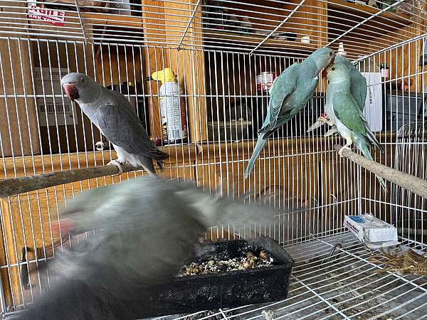 parakeet-for-sale-in-downey-ca