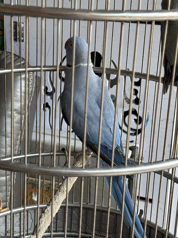 opaline-bird-for-sale-in-downey-ca