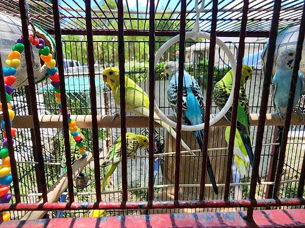 parakeet-for-sale-in-brownsville-tx