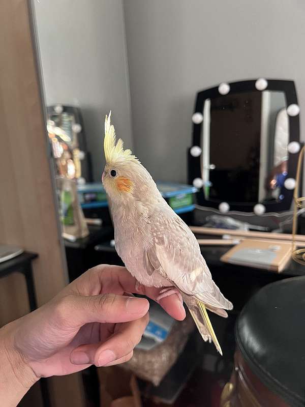 cockatiel-for-sale-in-haledon-nj