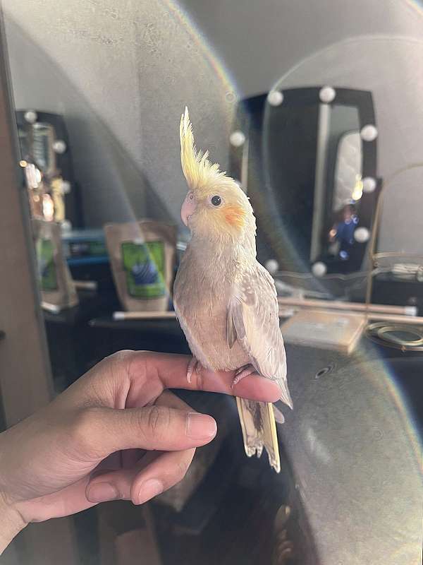 cockatiel-for-sale