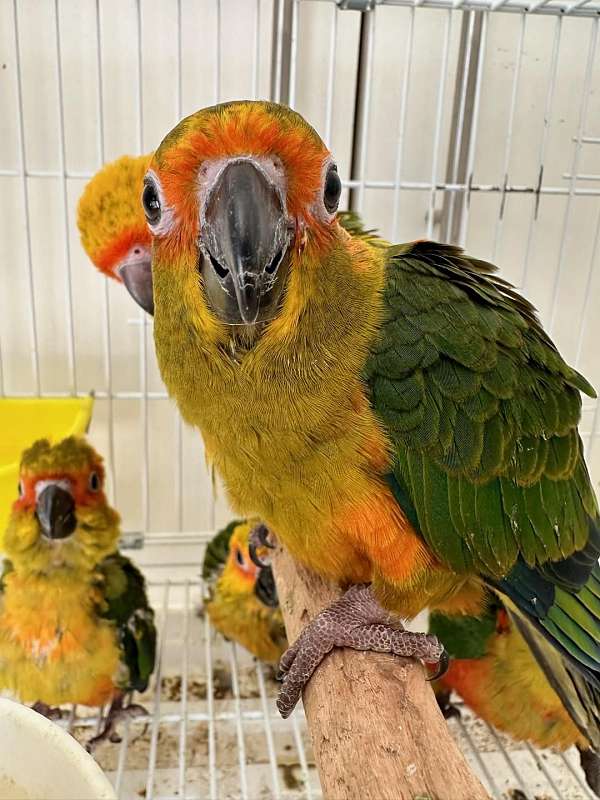 sun-conure-for-sale-in-charlotte-nc