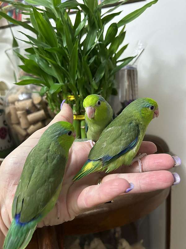 parrotlet-for-sale