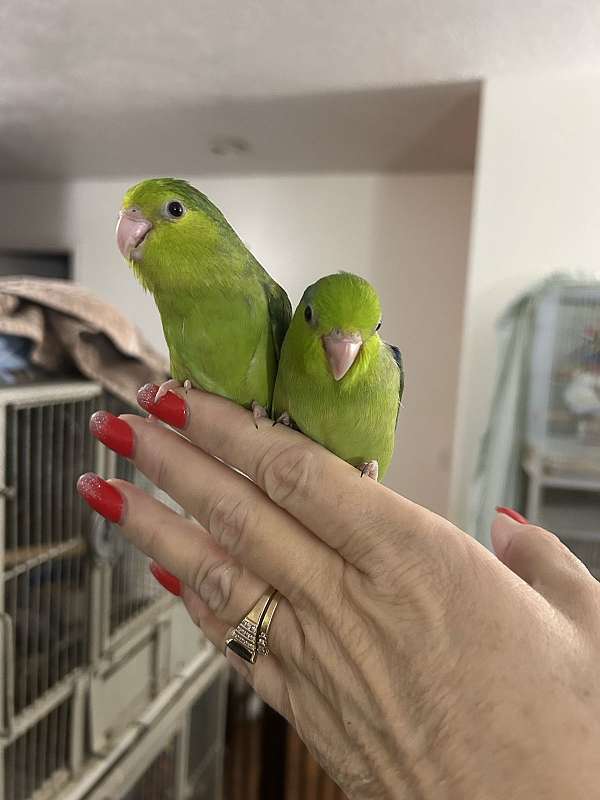 parrotlet-for-sale