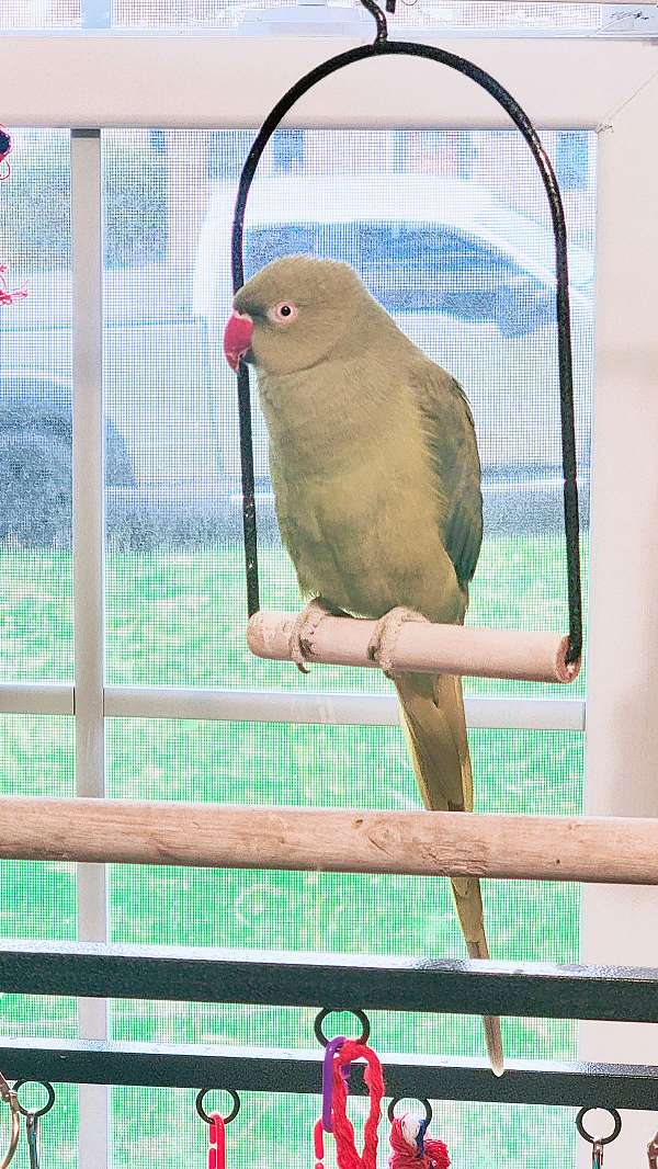 ringneck-parakeet-for-sale-in-rockville-md