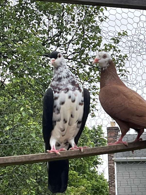 pigeon-for-sale-in-iselin-nj