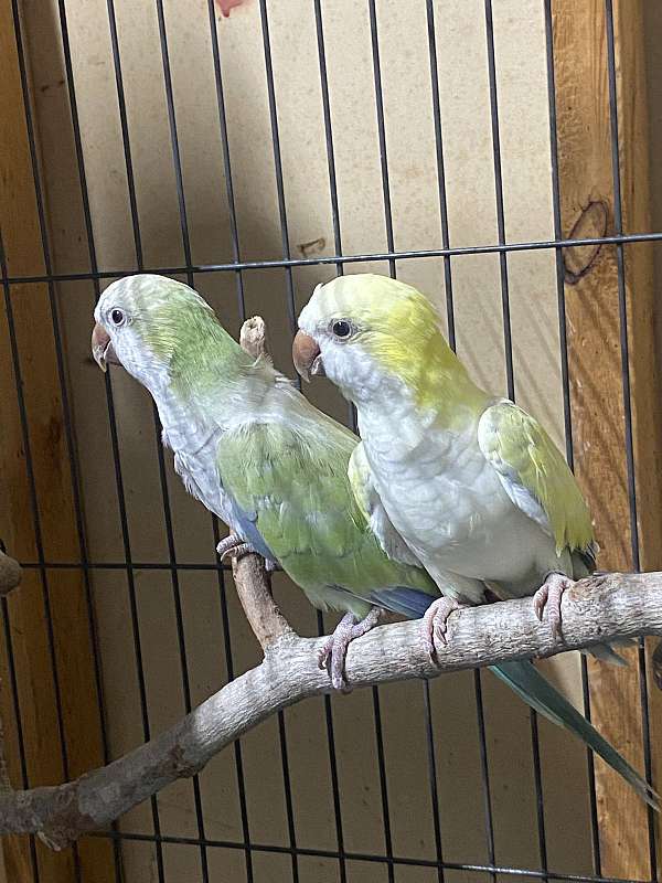 quaker-parrots-for-sale-in-danville-va