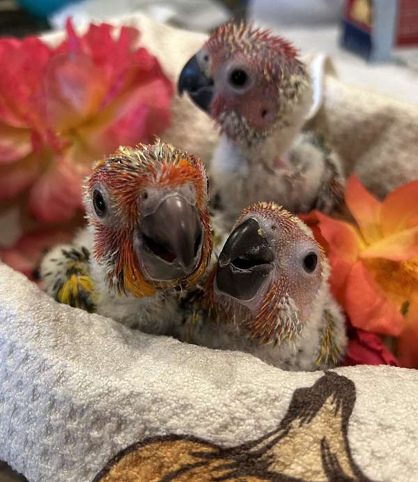 conure-for-sale-in-layton-ut