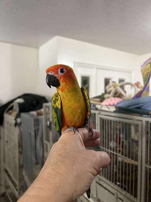 sun-conure-for-sale-in-layton-ut