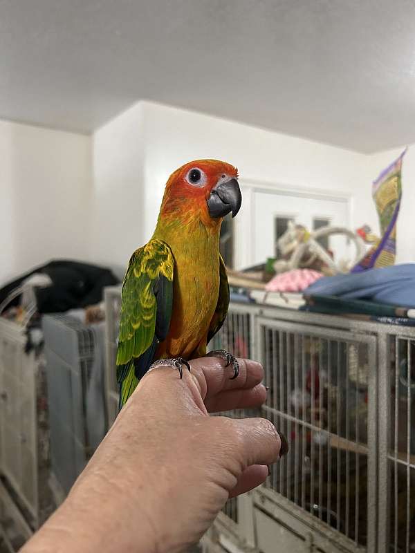 parrot-for-sale-in-layton-ut