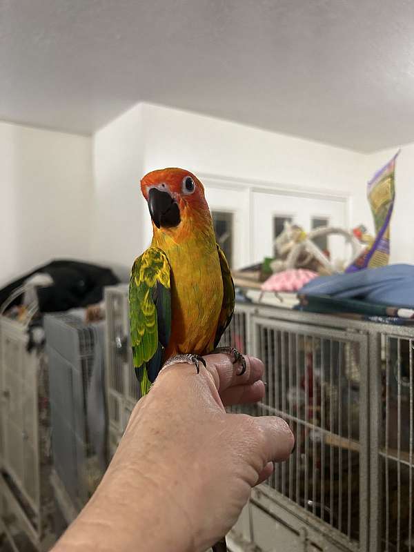 conure-for-sale-in-layton-ut