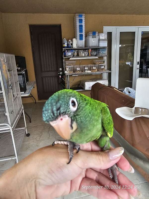 conure-parrot-for-sale-in-homestead-fl