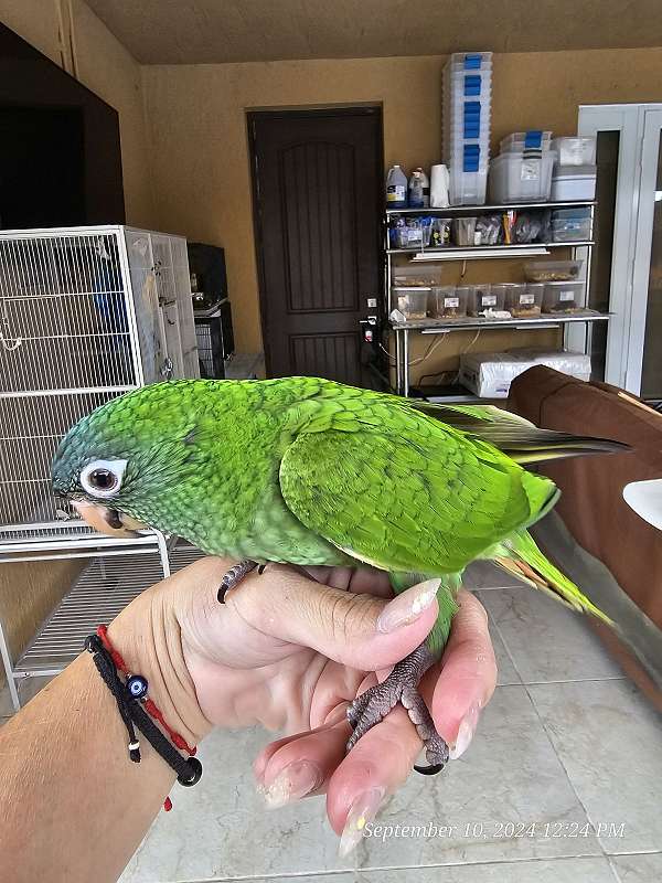 blue-crown-conure-for-sale