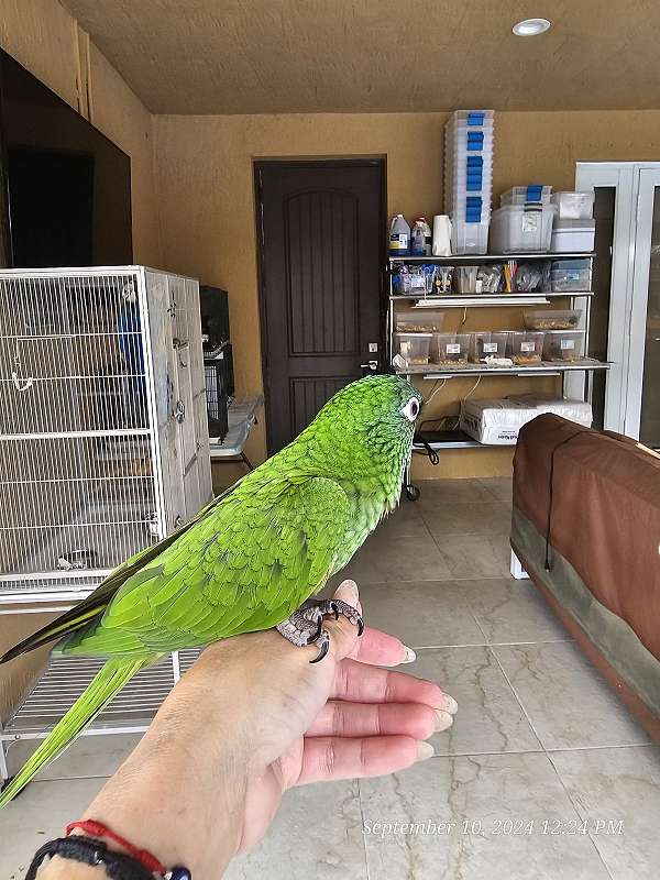 blue-crown-conure-for-sale-in-homestead-fl