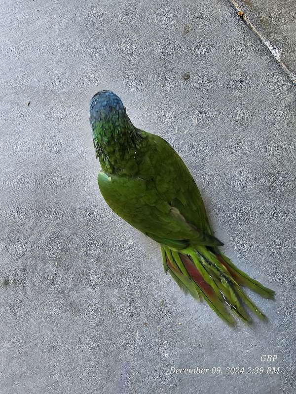 blue-crown-conure-for-sale