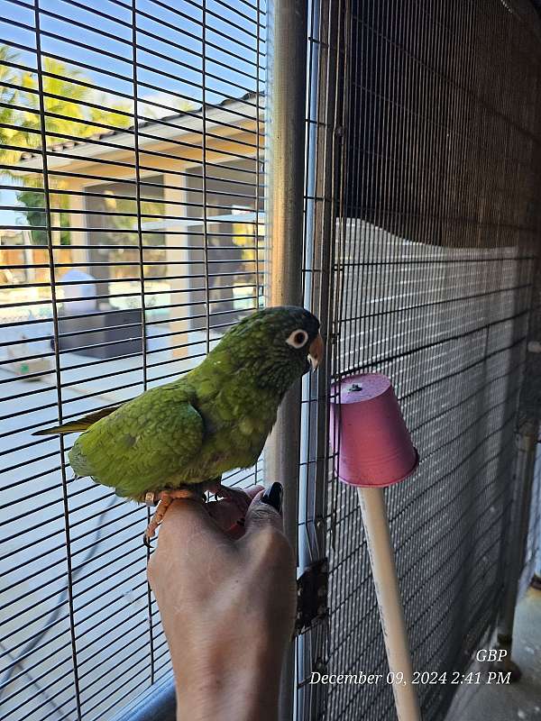 blue-crown-conure-for-sale-in-homestead-fl