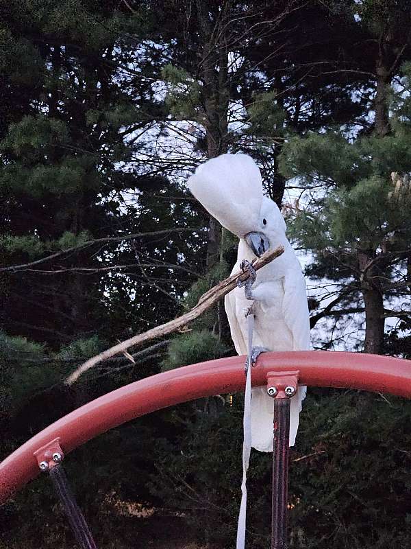 umbrella-cockatoo-for-sale