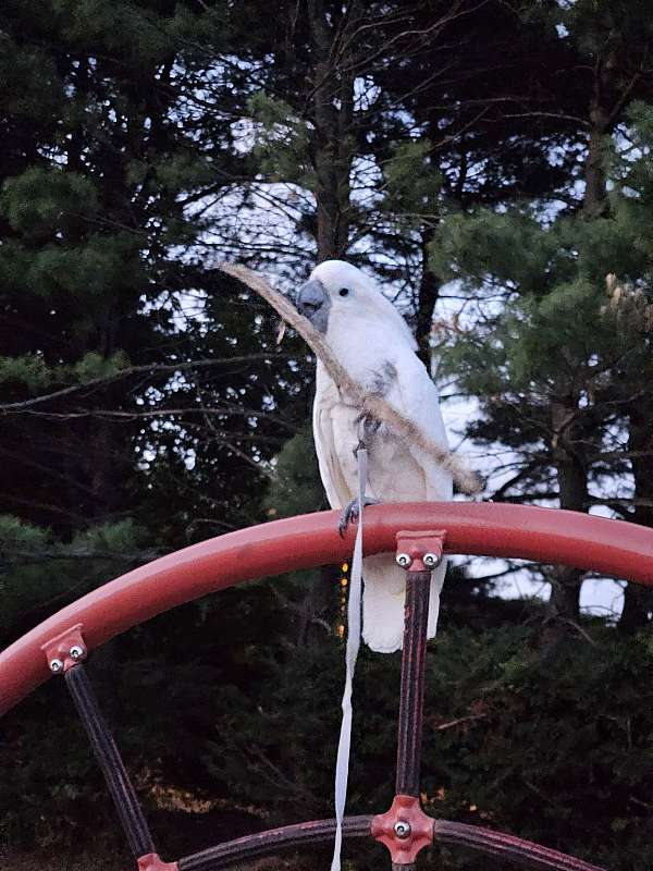 white-umbrella-cockatoo-for-sale