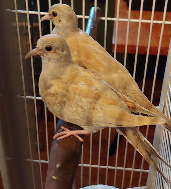 female-bird-for-sale-in-wooster-oh