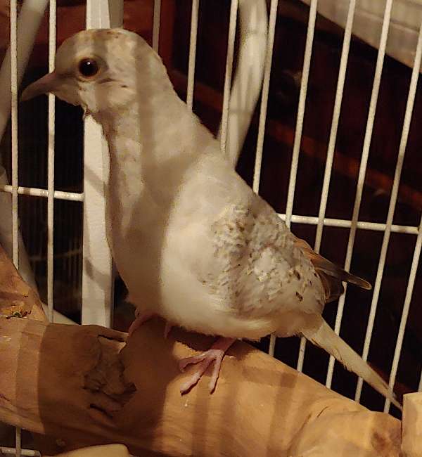 female-bird-for-sale-in-wooster-oh