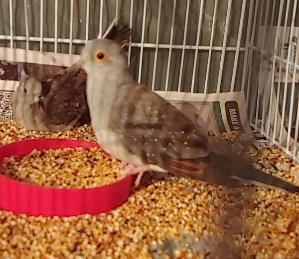 female-bird-for-sale-in-wooster-oh