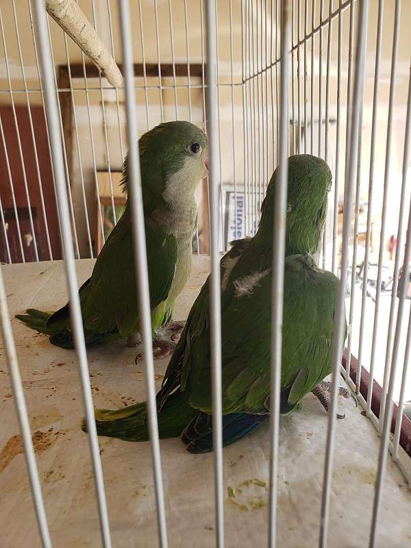 quaker-parrots-for-sale