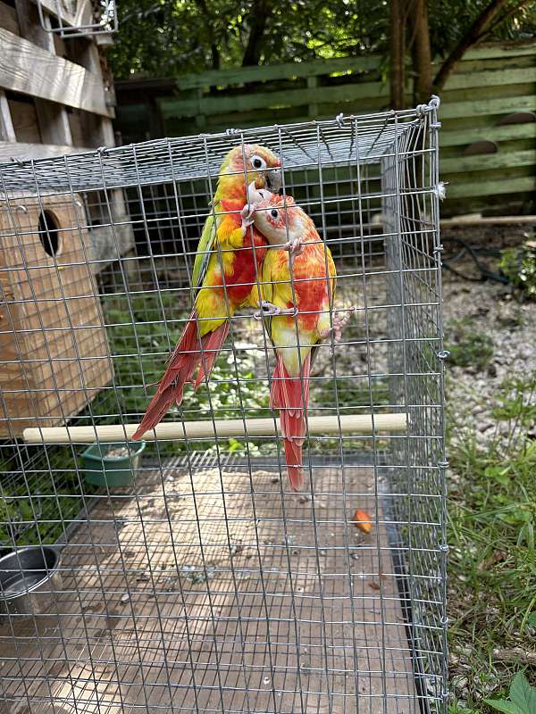 conure-for-sale-in-cutler-bay-fl