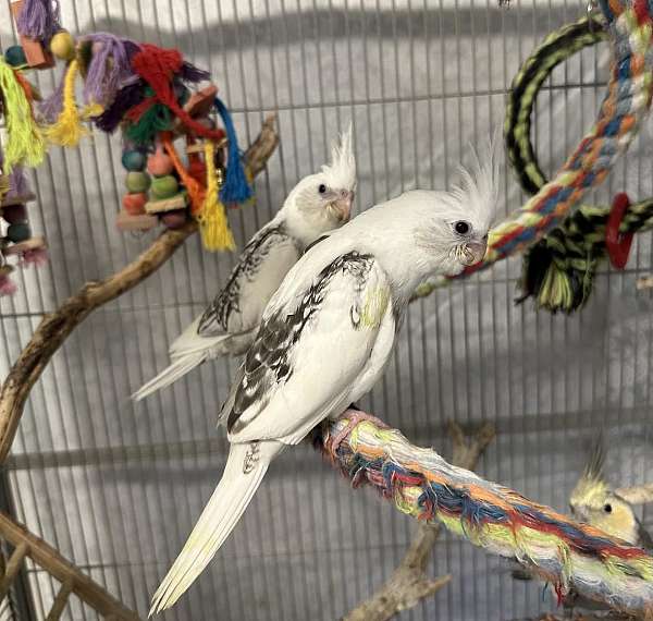 cockatiel-for-sale