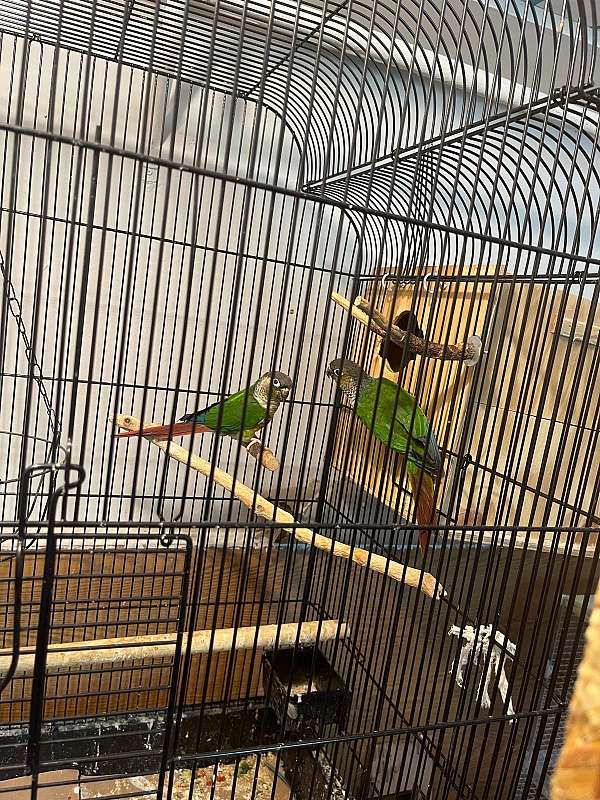 male-female-bird-for-sale-in-reynoldsburg-oh