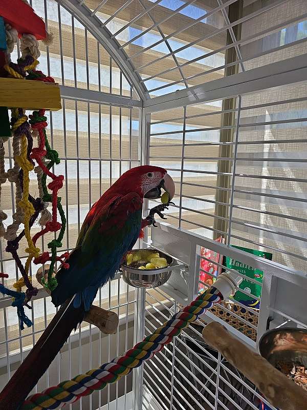 macaw-for-sale