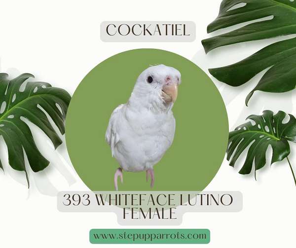 cockatiel-for-sale