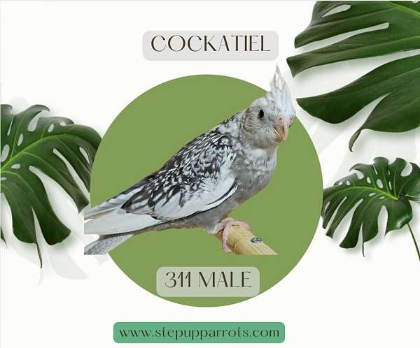 cockatiel-for-sale