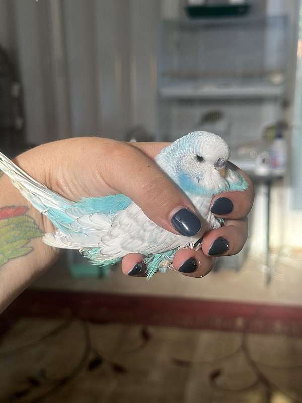 budgerigar-parakeet-for-sale