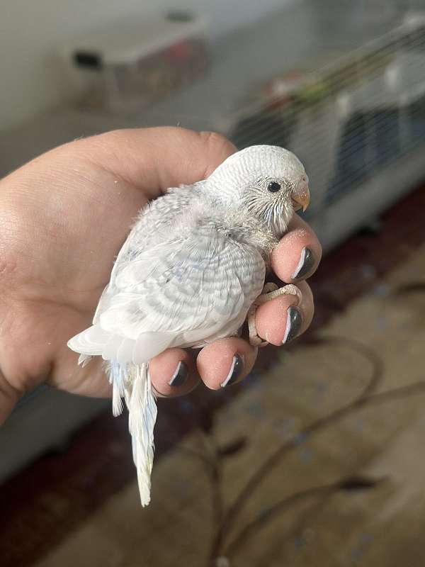 parakeet-for-sale