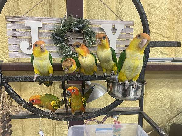 white-bellied-caique-for-sale