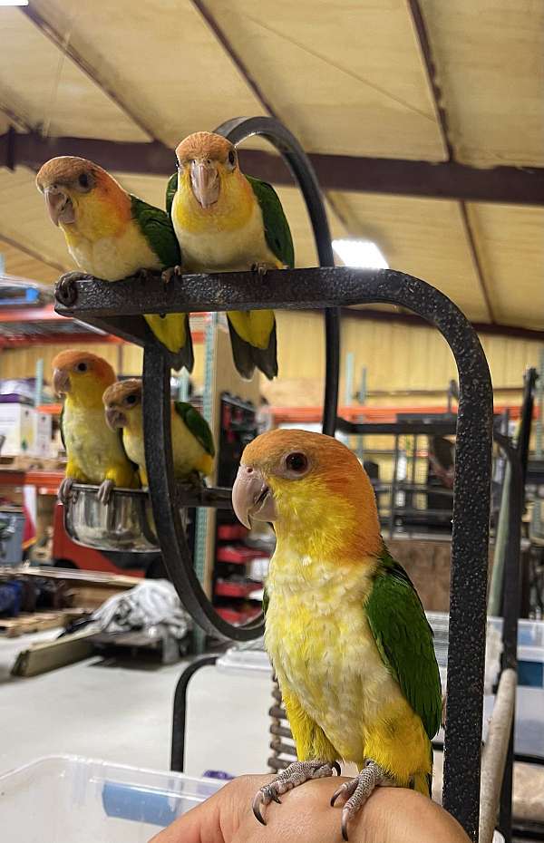 white-bellied-caique-for-sale