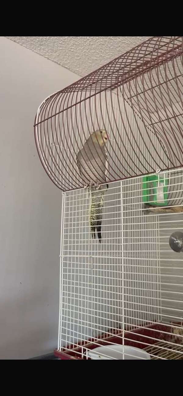 handfed-singing-cockatiel-for-sale