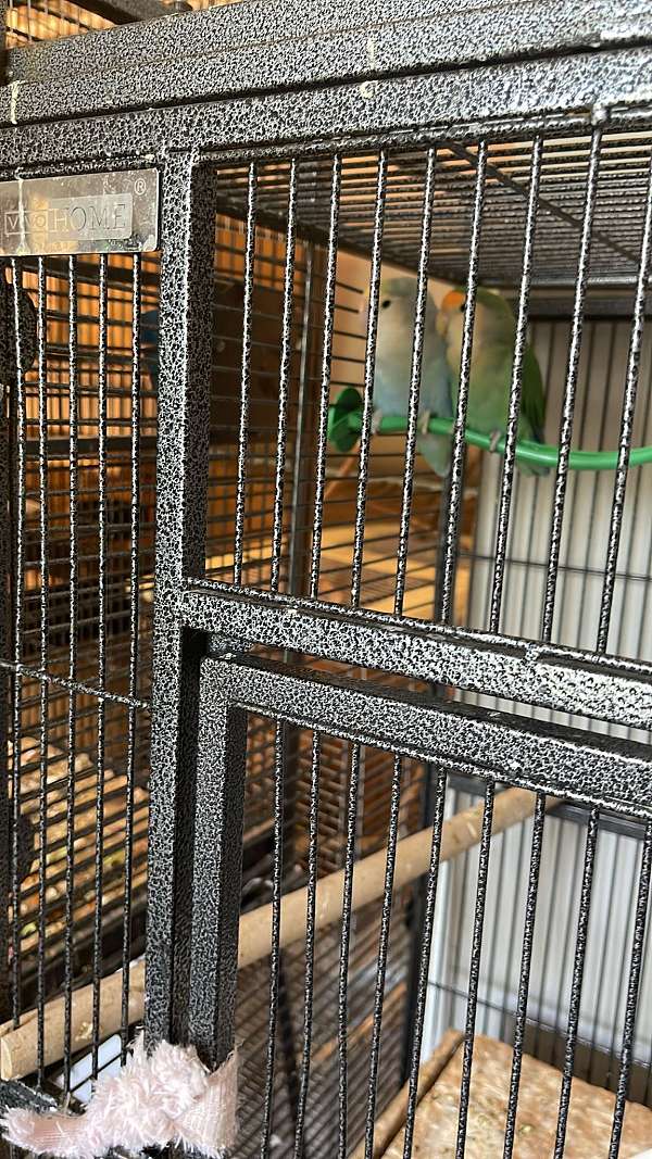 lovebird-for-sale