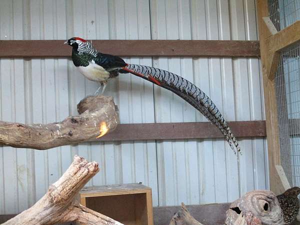 bird-parrot-for-sale-in-sugarcreek-oh